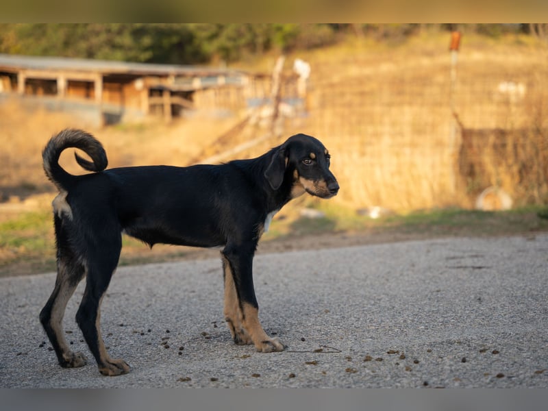 Frieda – Ein neugieriges Welpenmädchen auf der Suche nach ihrem Glück