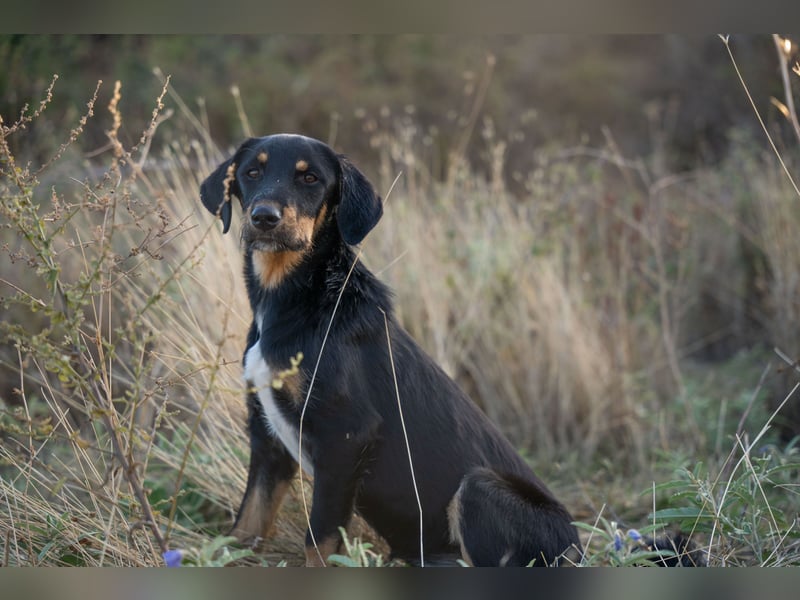 Frieda – Ein neugieriges Welpenmädchen auf der Suche nach ihrem Glück