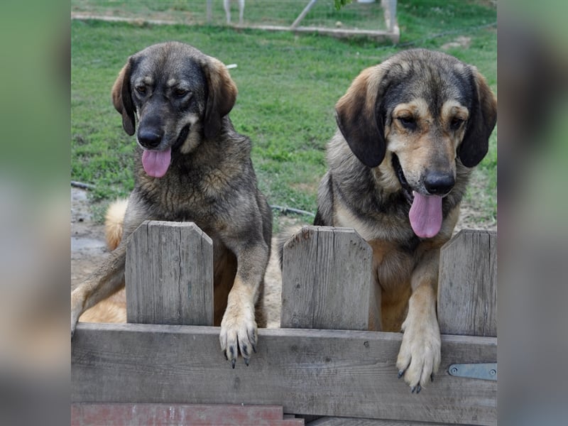 Nala- Herdenschutzhund-Mischling