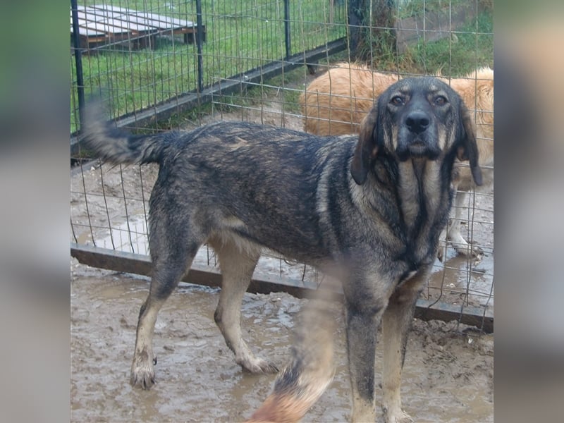 Nala- Herdenschutzhund-Mischling