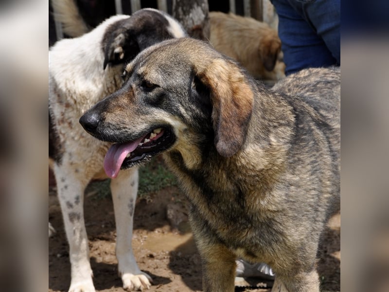 Nala- Herdenschutzhund-Mischling