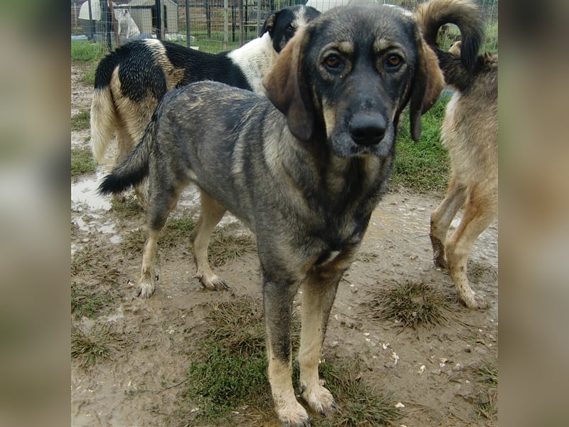 Nala- Herdenschutzhund-Mischling
