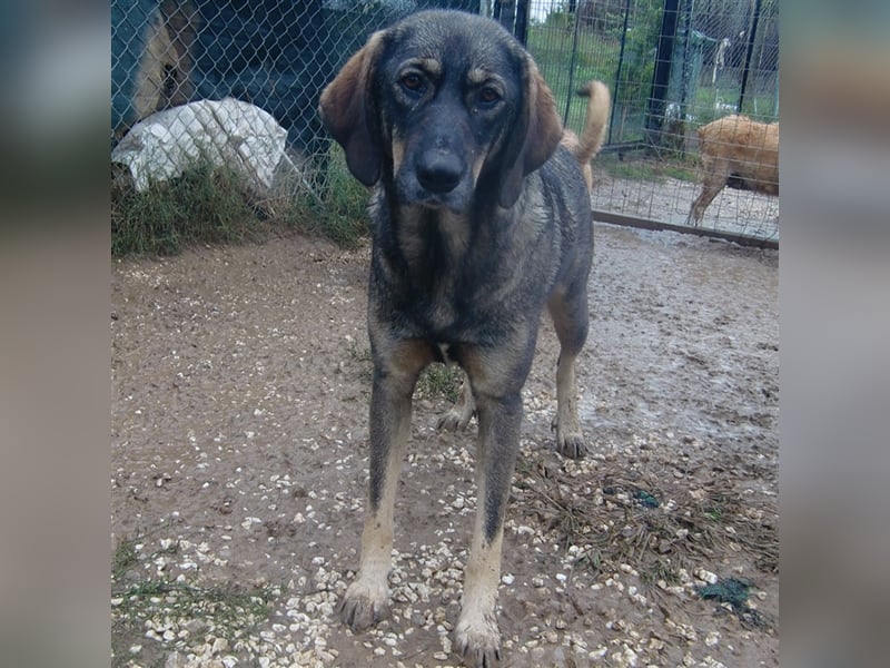 Nala- Herdenschutzhund-Mischling