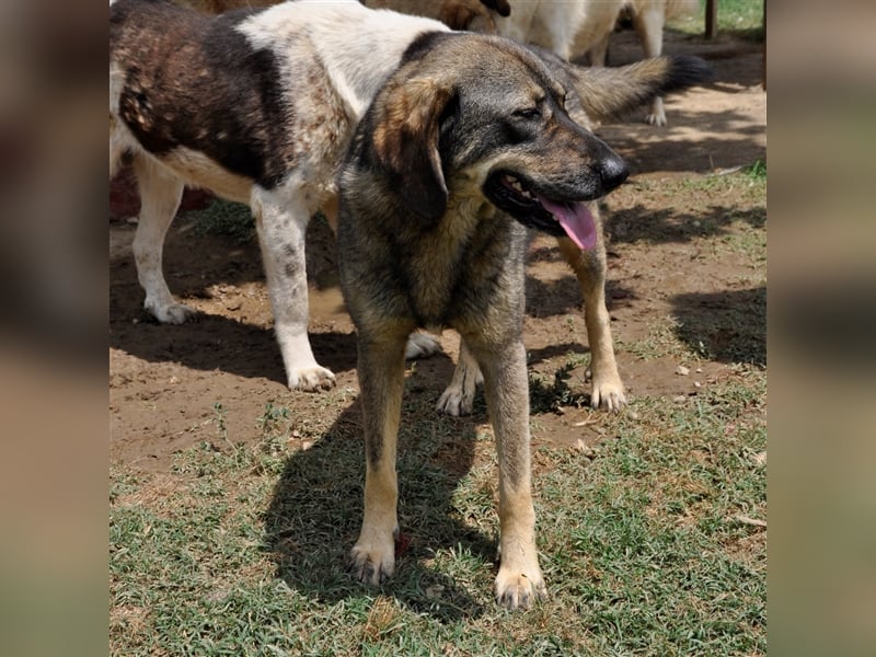 Nala- Herdenschutzhund-Mischling