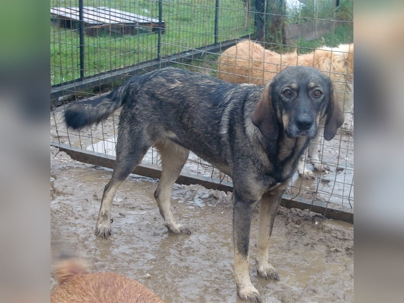 Nala- Herdenschutzhund-Mischling