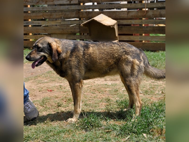 Nala- Herdenschutzhund-Mischling