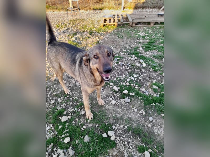 ASKA ❤ EILIG! sucht Zuhause oder Pflegestelle