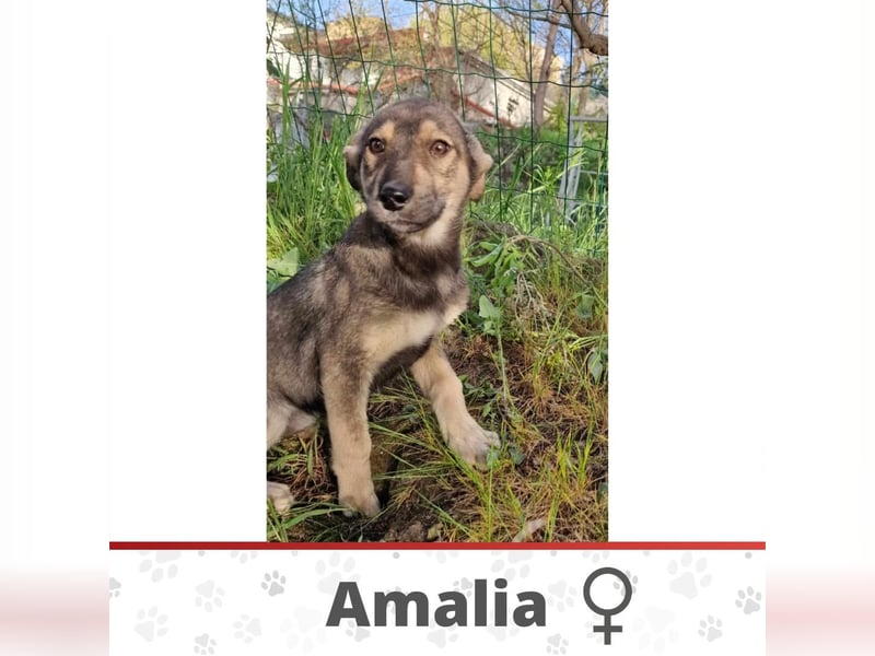 AMALIA ❤️  wartet in 51063 Köln auf Dich
