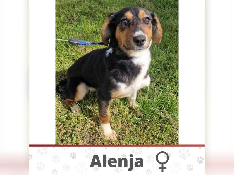 ALENJA ❤️  wartet in 26676 Barßel auf Dich