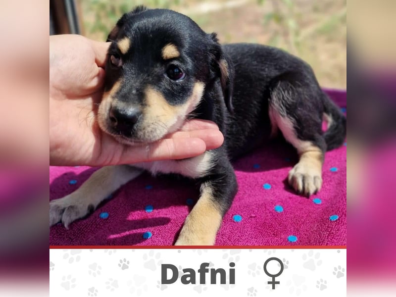 DAFNI ❤ EILIG! sucht Zuhause oder Pflegestelle