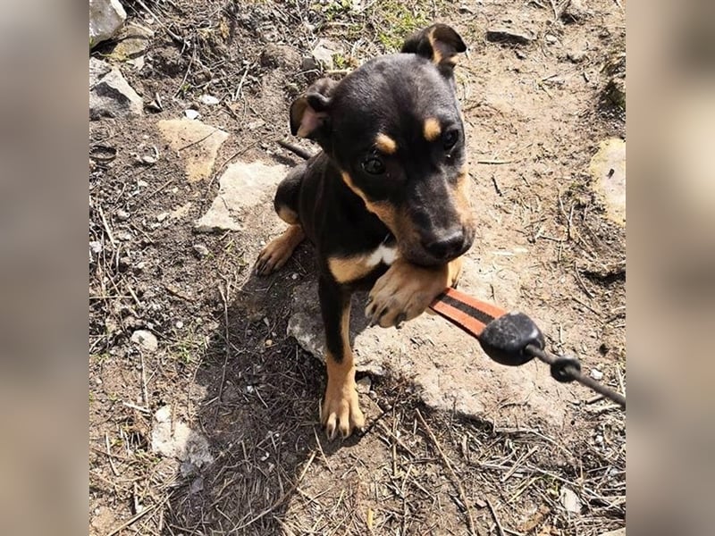 ASTERIXA ❤  sucht  Zuhause oder Pflegestelle
