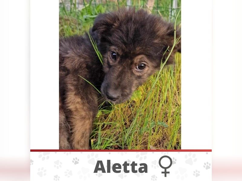 ALETTA ❤️  wartet in 56379 Singhofen auf Dich