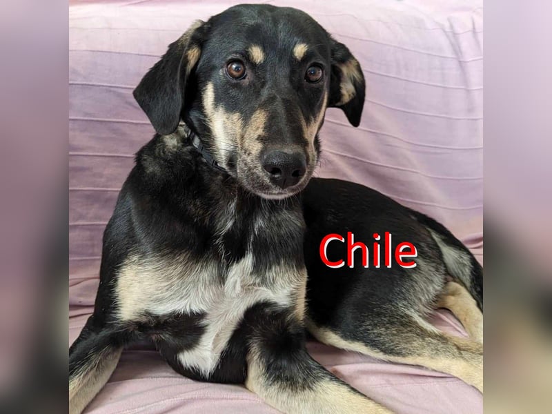 CHILE ❤  wartet in 52441 Linnich-Gereonsweiler auf Dich