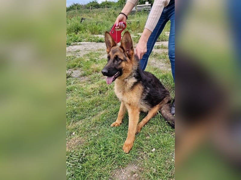 DJESIKA ❤ wartet in 38108 Braunschweig auf Dich