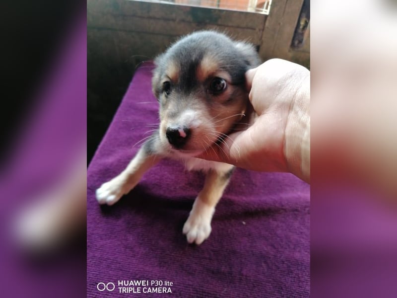 BATIDA ❤  sucht Zuhause oder Pflegestelle
