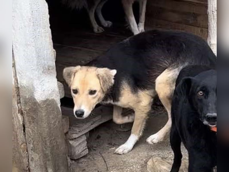 BATIDA ❤  sucht Zuhause oder Pflegestelle