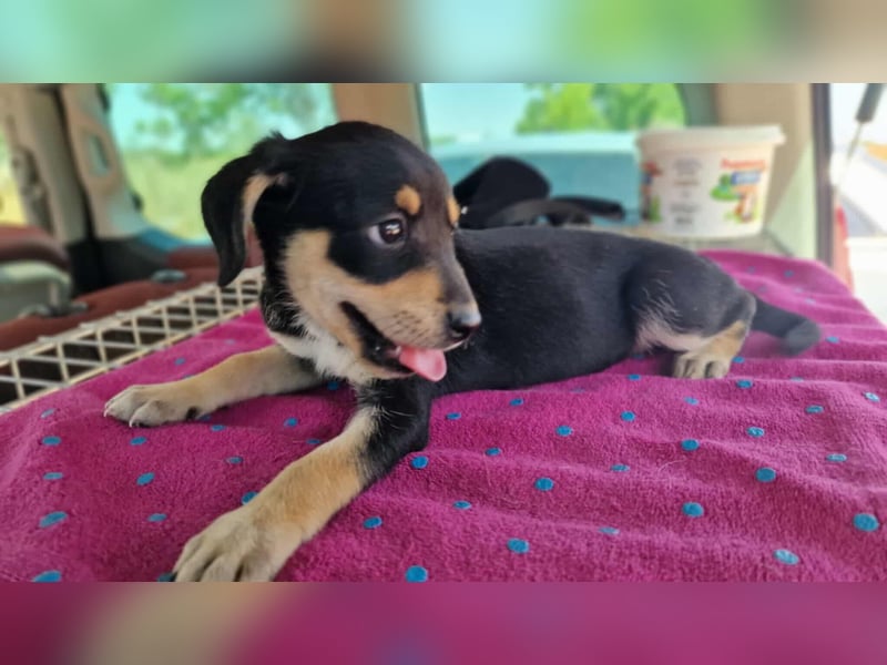 DAFNI ❤ EILIG! sucht Zuhause oder Pflegestelle