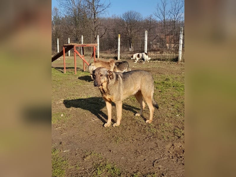 ASKA ❤ EILIG! sucht Zuhause oder Pflegestelle