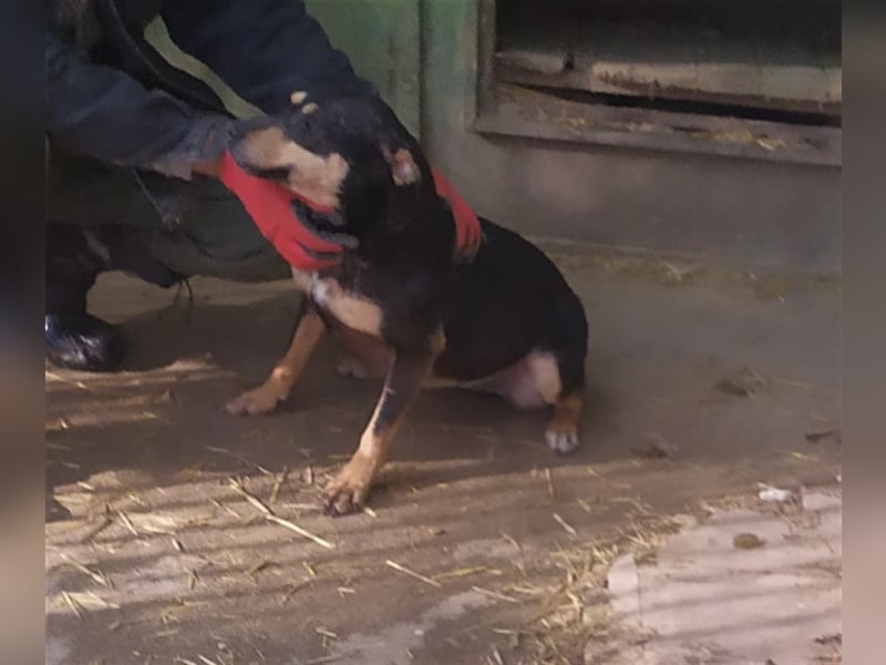 ASTERIXA ❤  sucht  Zuhause oder Pflegestelle