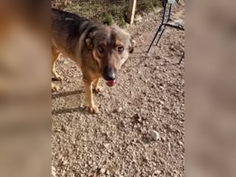 ASKA ❤ EILIG! sucht Zuhause oder Pflegestelle