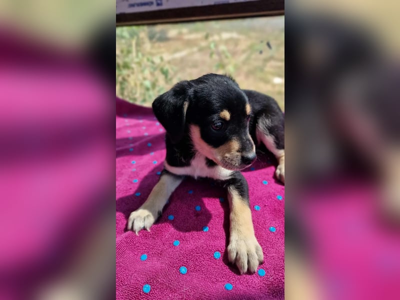 DAFNI ❤ EILIG! sucht Zuhause oder Pflegestelle