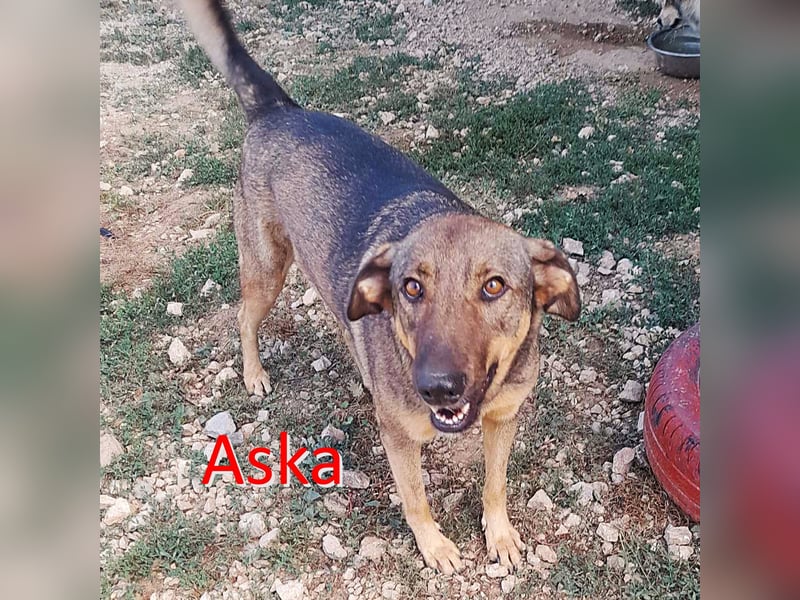ASKA ❤ EILIG! sucht Zuhause oder Pflegestelle
