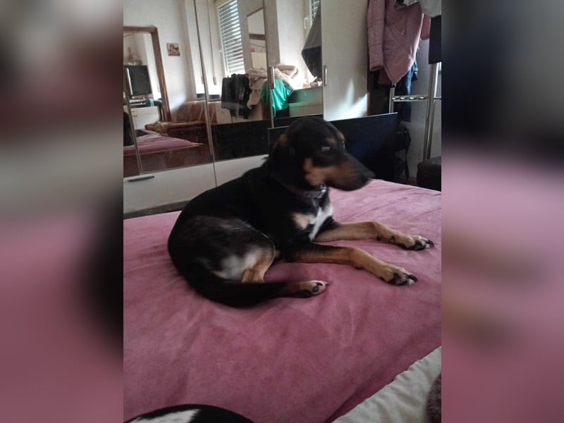 CHILE ❤  wartet in 52441 Linnich-Gereonsweiler auf Dich