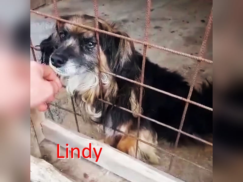 LINDY ❤  Gesucht: Zuhause oder Pflegestelle