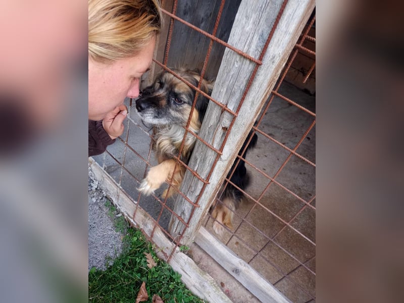 LINDY ❤  Gesucht: Zuhause oder Pflegestelle