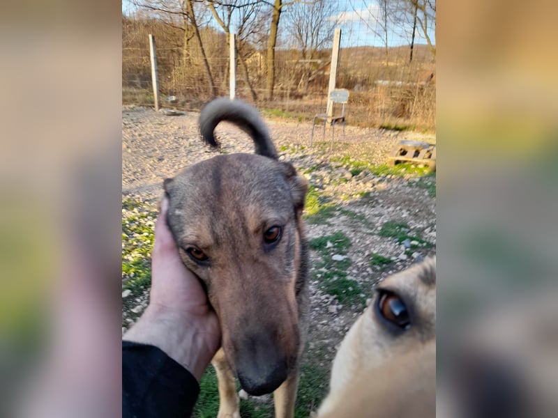 ASKA ❤ EILIG! sucht Zuhause oder Pflegestelle