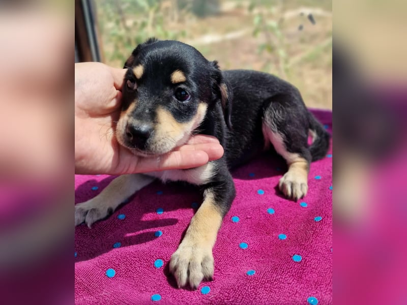 DAFNI ❤ EILIG! sucht Zuhause oder Pflegestelle