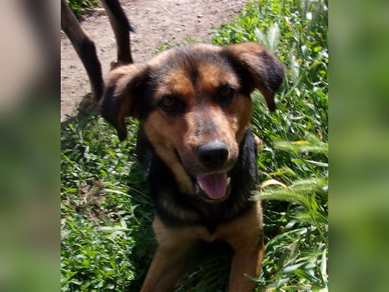 VELENTEEN ❤ sucht Zuhause oder Pflegestelle