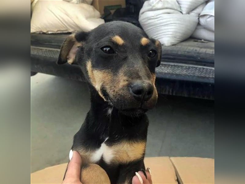 ASTERIXA ❤  sucht  Zuhause oder Pflegestelle