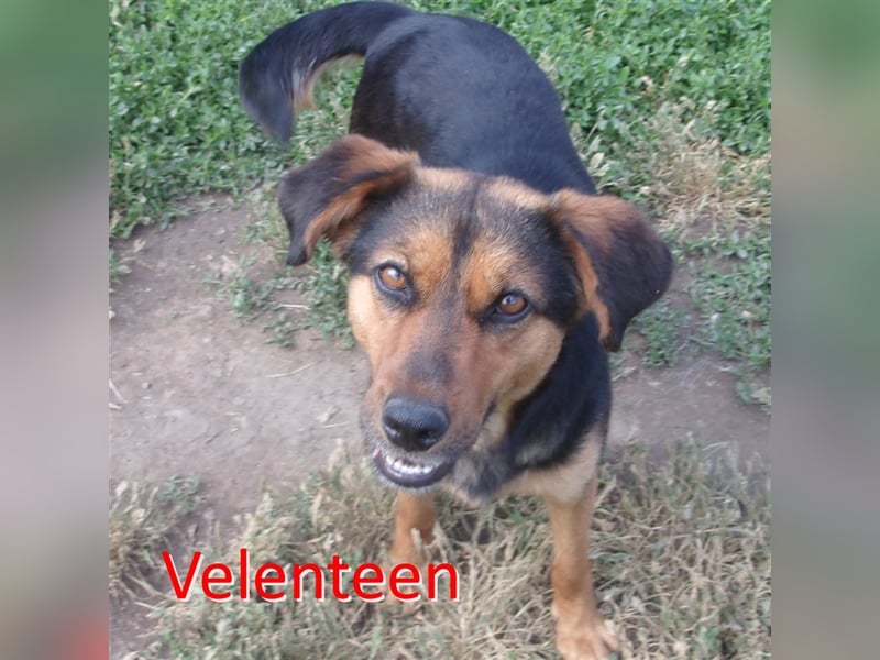 VELENTEEN ❤ sucht Zuhause oder Pflegestelle