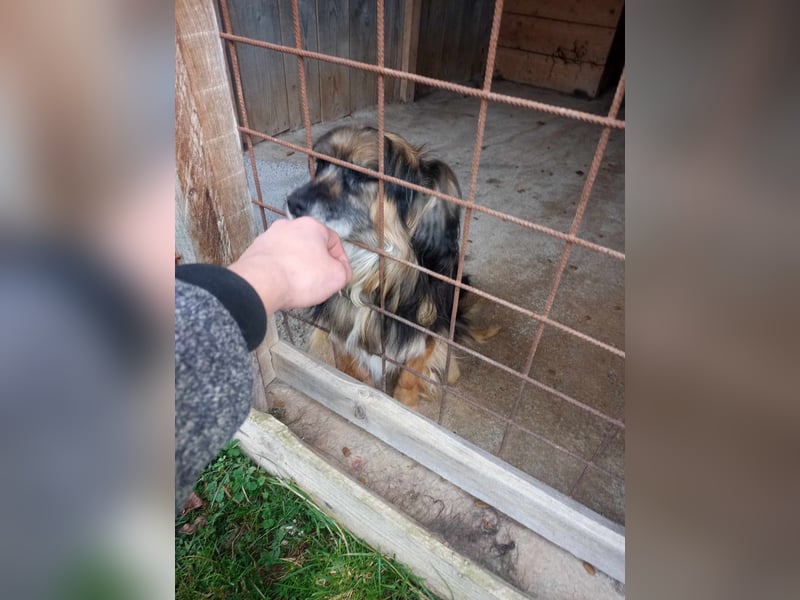 LINDY ❤  Gesucht: Zuhause oder Pflegestelle