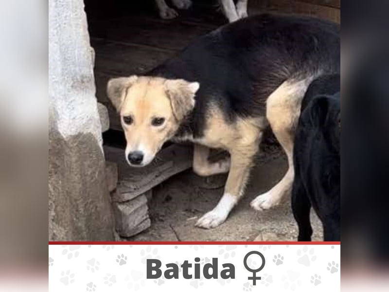 BATIDA ❤  sucht Zuhause oder Pflegestelle
