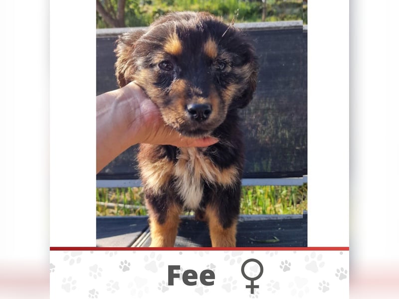 FEE ❤ EILIG! sucht Zuhause oder Pflegestelle