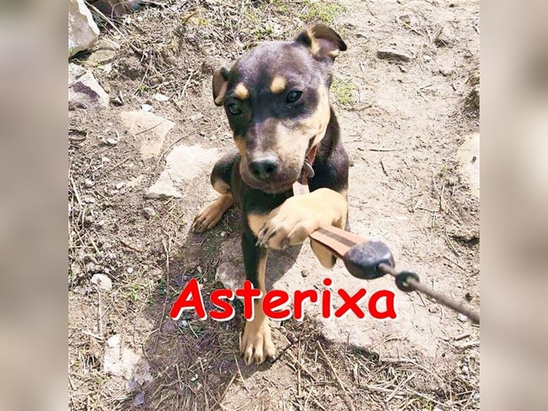 ASTERIXA ❤  sucht  Zuhause oder Pflegestelle