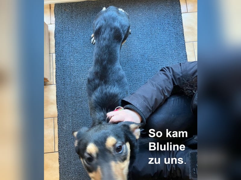 Bluline - verspielt und verschmust - Tierhilfe Franken e.V.