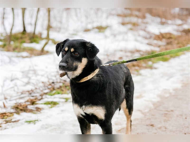 Fiona - Zurückhaltende liebe Junghündin, ca. 05.2022 geboren, gut verträglich