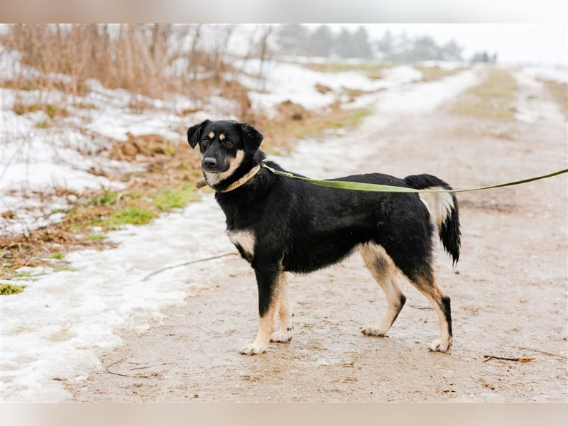 Fiona - Zurückhaltende liebe Junghündin, ca. 05.2022 geboren, gut verträglich