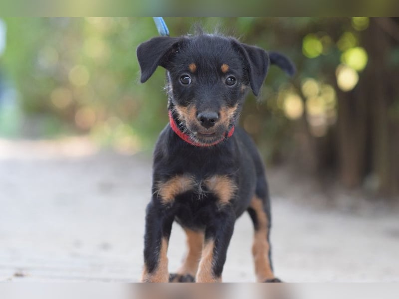 Princess - bereit neues zu entdecken, liebt es zu kuscheln
