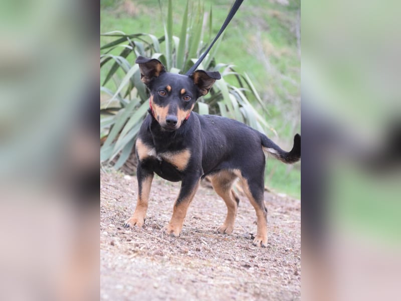 Ludmilla - aktive, nette, freundliche Terriermix Hündin