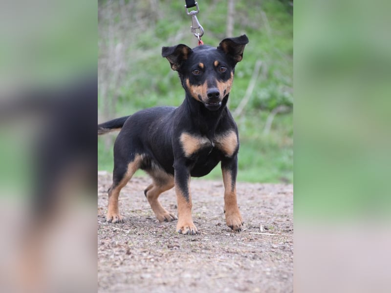 Ludmilla - aktive, nette, freundliche Terriermix Hündin
