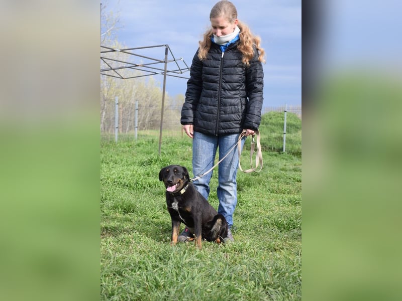 Judy - verschmuste Hündin die Streicheleinheiten liebt und braucht
