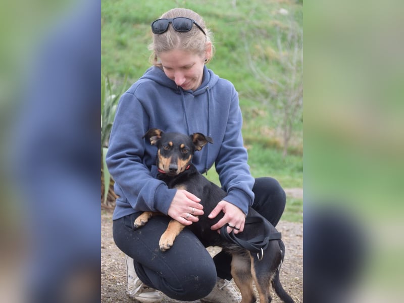 Ludmilla - aktive, nette, freundliche Terriermix Hündin