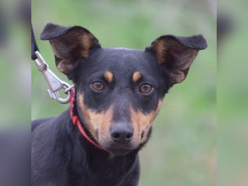 Ludmilla - aktive, nette, freundliche Terriermix Hündin