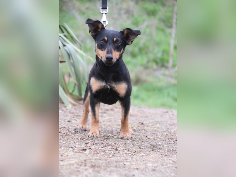 Ludmilla - aktive, nette, freundliche Terriermix Hündin