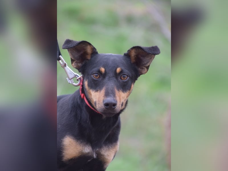 Ludmilla - aktive, nette, freundliche Terriermix Hündin