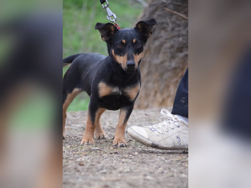 Ludmilla - aktive, nette, freundliche Terriermix Hündin